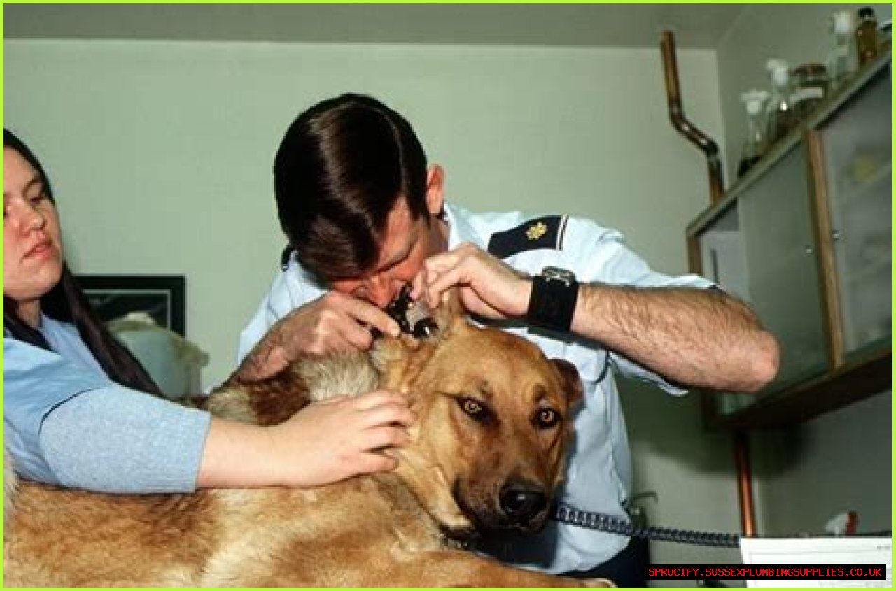 Is Dr. Pol Retired? The Truth Behind The Beloved Veterinarian